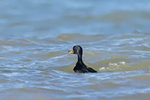 Wave: Common Scoter drake