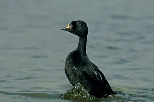 Melanitta: Common Scoter drake displaying