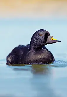 Melanitta: Common Scoter - drake in winter