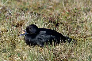 Melanitta: COMMON SCOTER DUCK - on grass