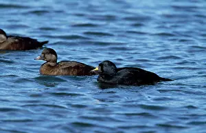 Melanitta: Common Scoter Duck - pair