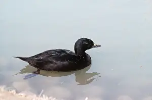 Jack Bailey: COMMON SCOTER DUCK - on water
