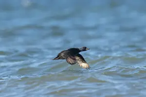 Wave: Common Scoter flight