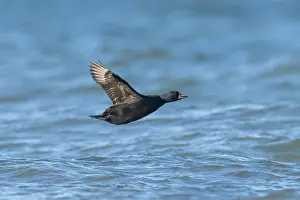 Wave: Common Scoter flight