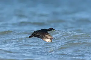Wave: Common Scoter flight