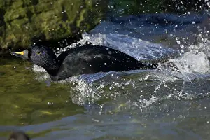Melanitta: Common Scoter - Male Displaying