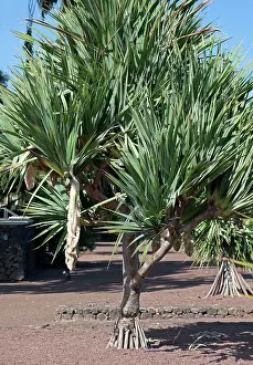 Pandanus: Common Screwpine