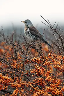 Rhamnoides: Common Sea-buckthorn