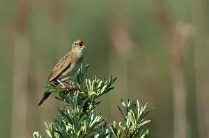 Rhamnoides: Common Sea-buckthorn