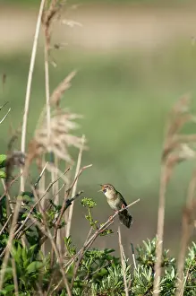 Rhamnoides: Common Sea-buckthorn