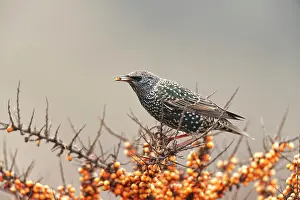 Rhamnoides: Common Sea-buckthorn