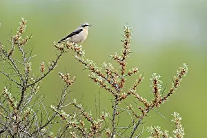Rhamnoides: Common Sea-buckthorn