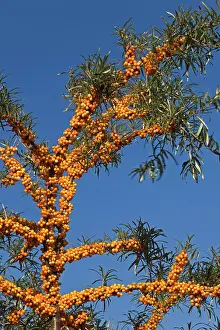 Rhamnoides: Common Sea-buckthorn