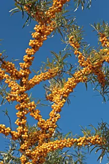 Rhamnoides: Common Sea-buckthorn