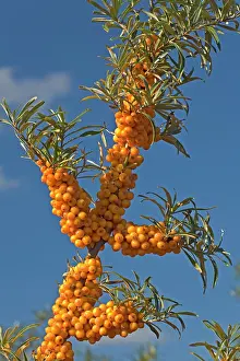 Rhamnoides: Common Sea-buckthorn
