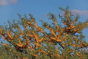 Rhamnoides: Common Sea-buckthorn
