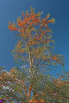 Rhamnoides: Common Sea-buckthorn