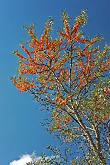 Rhamnoides: Common Sea-buckthorn
