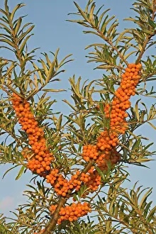 Rhamnoides: Common Sea-buckthorn