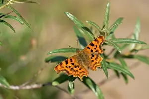Rhamnoides: Common Sea-buckthorn