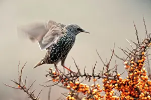 Starling: Common Sea-buckthorn