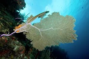 Carribean: Common Sea Fan Gorgonia ventalina Santa Lucia Camaguey Cuba