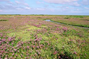 Limonium: Common Sea Lavender