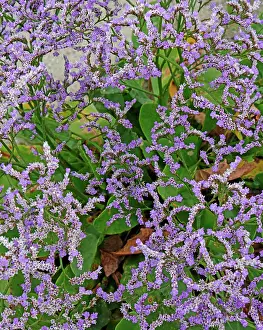 Limonium: Common Sea Lavender