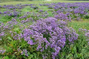 Limonium: Common Sea Lavender