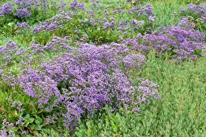 Limonium: Common Sea Lavender