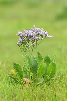 Vulgare: Common Sea-Lavender - flowering on salt-marsh, Wadden Sea Na