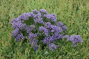 230621: Common Sea-Lavender - flowering + Wadden Sea national