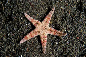 Divers: Common Sea Star - Bintang Divers dive site, Amed