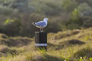 121118: Common Seagull - perched on post, Island of Texel