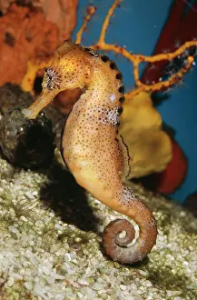 Kuda: Common Seahorse