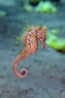 Jemeluk: Common Seahorse - Jemeluk Bay Gallery dive site