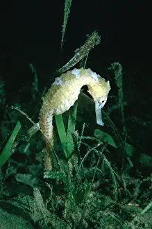 Kuda: Common SEAHORSE - male carrying young in pouch