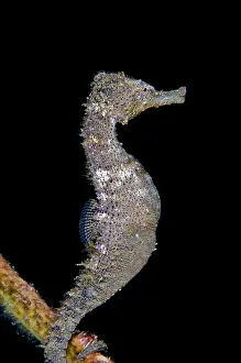 Seahorses: Common Seahorse during night dive Retak Larry dive