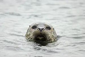 Yell: Common Seal