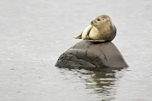 Relaxing: Common Seal