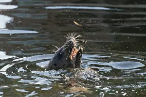 Seals: Common Seal fish