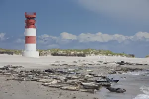 Habour: Common Seal, Habour Seal - seals resting on the