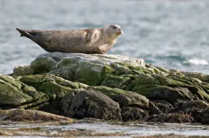 Uist: Common Seal - lying on rock with sea behind