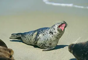 Restin: Common Seal - Lying on sandy beach with mouth open