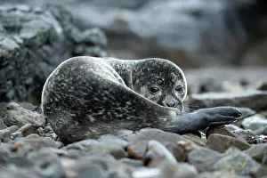 Loch: Common Seal (Phoca vitulina) pup in a Scottish loch