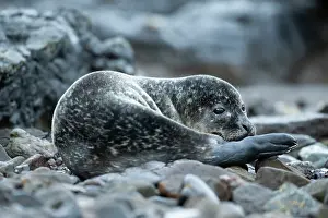 Loch: Common Seal (Phoca vitulina) pup in a Scottish loch