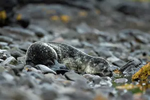 Loch: Common Seal (Phoca vitulina) pup in a Scottish loch