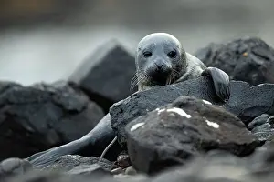 Loch: Common Seal (Phoca vitulina) pup in a Scottish loch