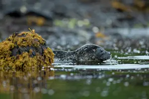 Loch: Common Seal (Phoca vitulina) pup in a Scottish loch