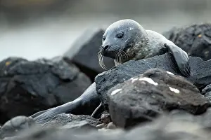 Loch: Common Seal (Phoca vitulina) pup in a Scottish loch